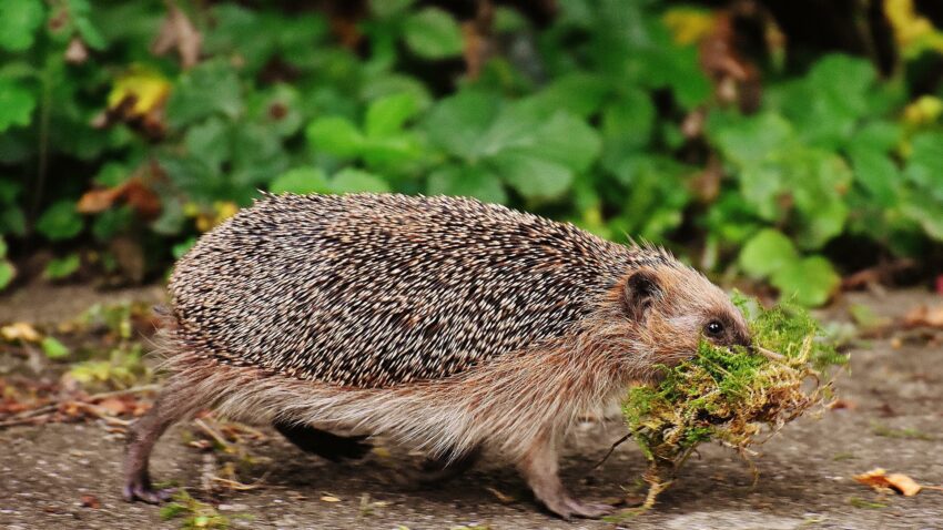 They're on the move again, but Purbeck's hedgehogs need help to survive