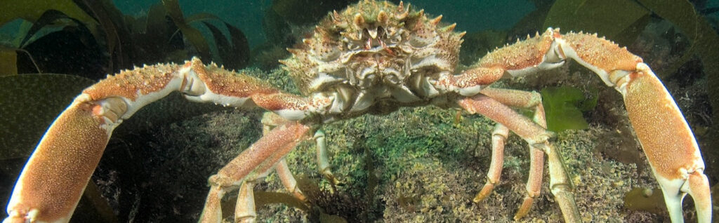 Spiny spider crabs are found in Kimmeridge Bay