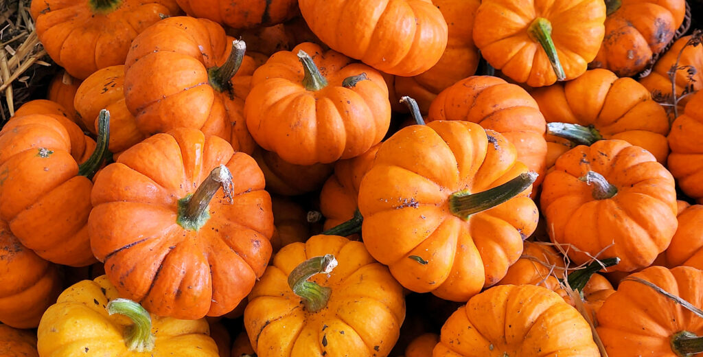 pick your own pumpkins near Corfe Castle