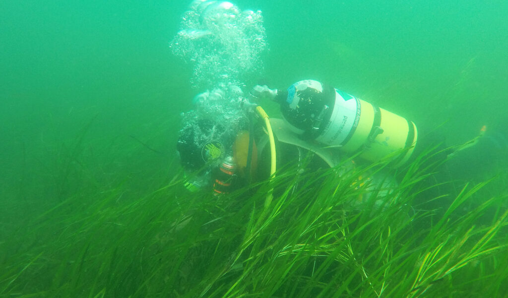 Southampton University divers in the seagrass fields in Studland Bay