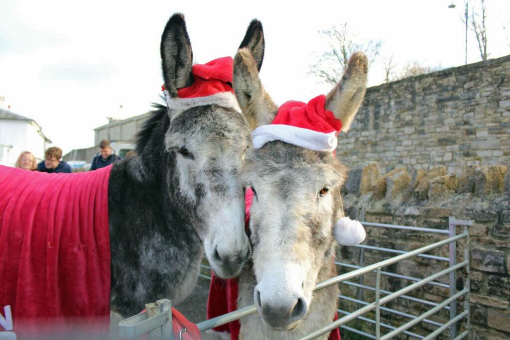Donkeys on the Pier 2022 at Christmas