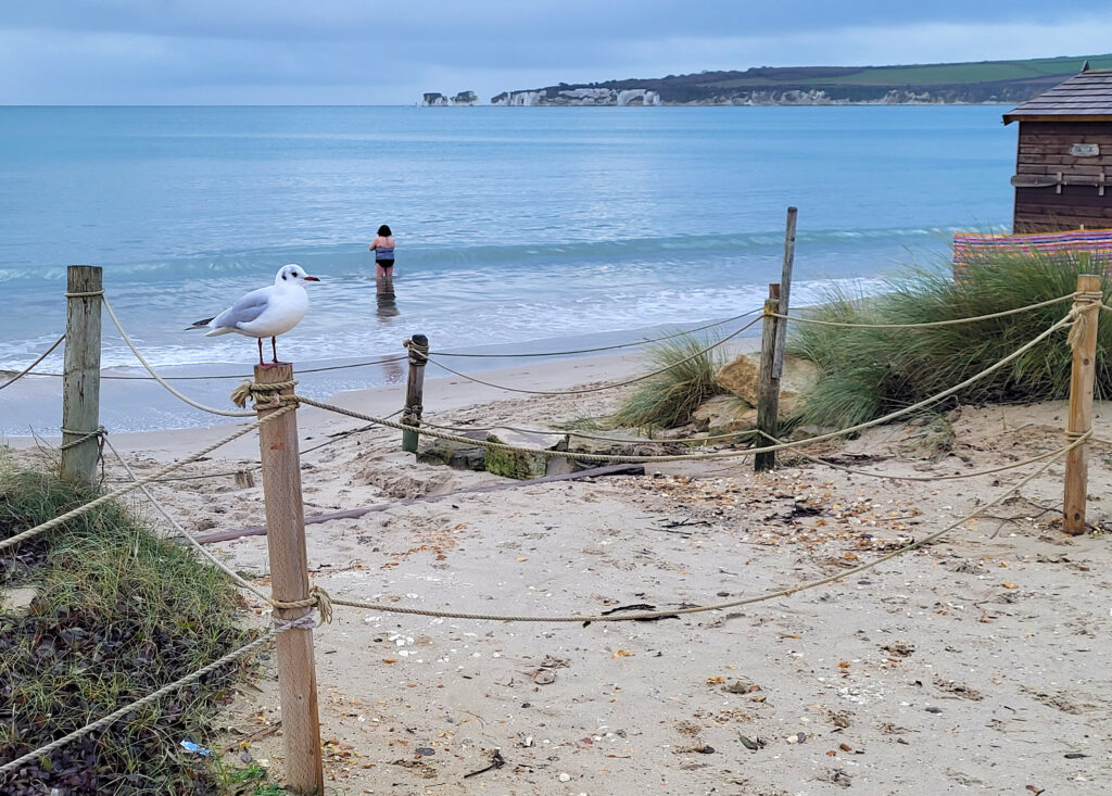 A seagull stays dry and warm at Studland Baybeach, unlike early morning swimmers