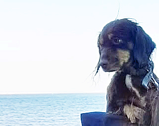 Dog rescued by Swanage Coastguard and RNLI