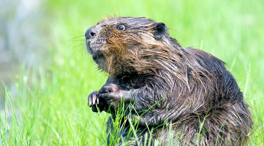 Beavers could be brought back to Studland within months