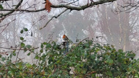 An important home to wildlife - Purbeck's hedges are being assessed for their health