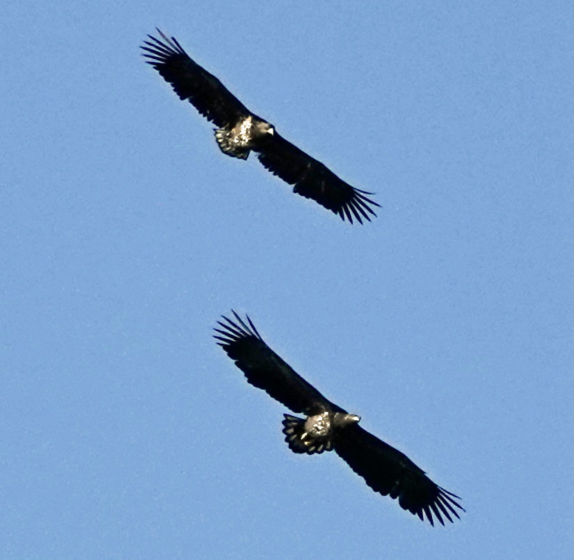 White tailed eagles over Studland