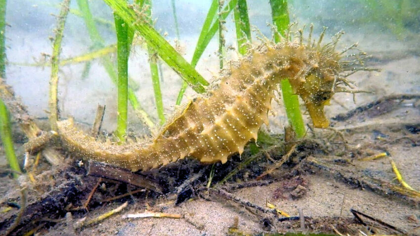 One of Studland's spiny seahorses will be protected by the new eco moorings