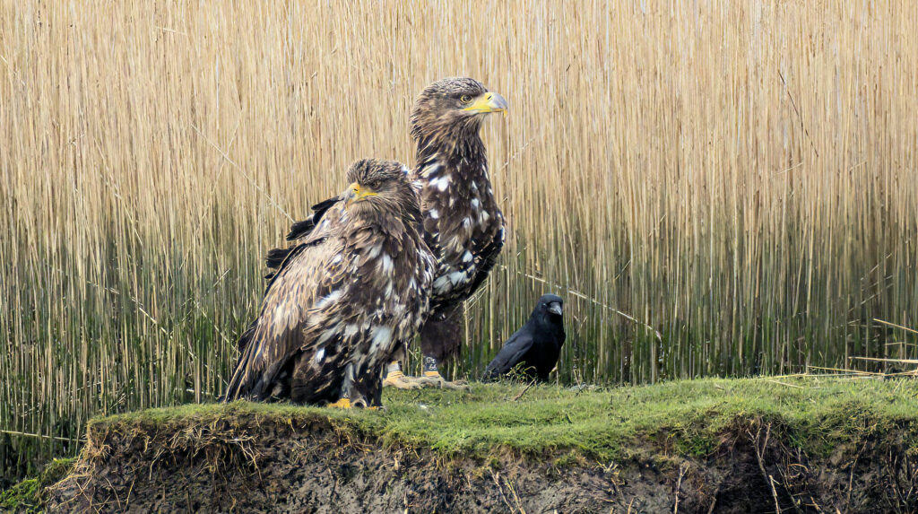 The pair of white tailed eagles have been spotted in reed beds near Wareham