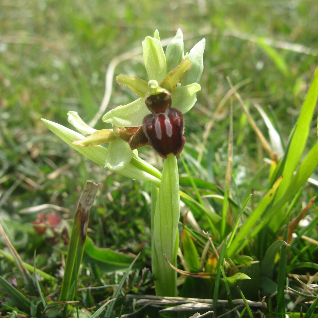 Early spider orchid at Durlston