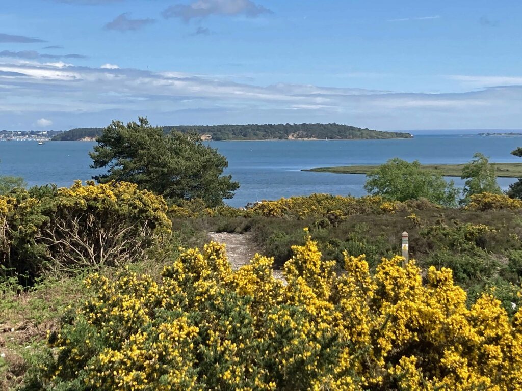 RSPB arne nature reserve looking over Poole Harbour