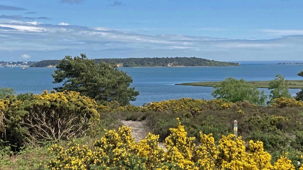 RSPB arne nature reserve looking over Poole Harbour