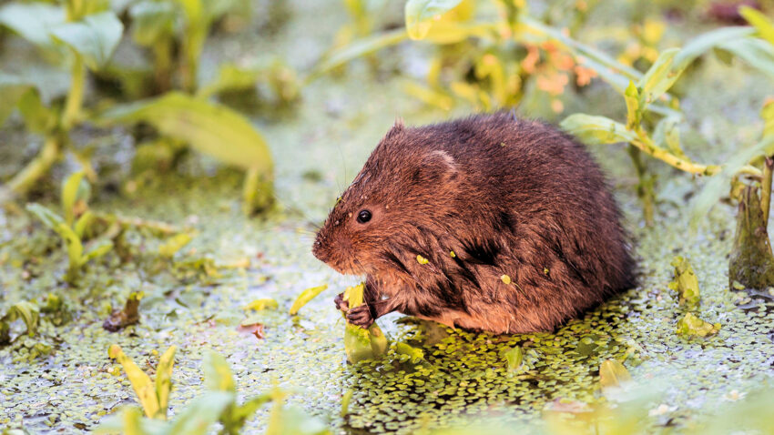 Ratty from The Wind In The Willows needs your help as a water vole warden