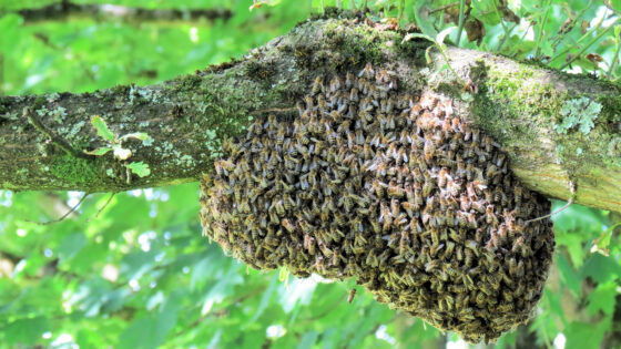 Colonies of bees have suddenly started to swarm in Purbeck with the change in weather