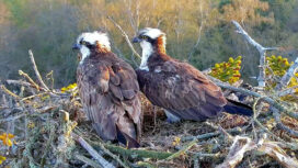 Purbeck's pair of ospreys sit on their nest built in woodland near Wareham