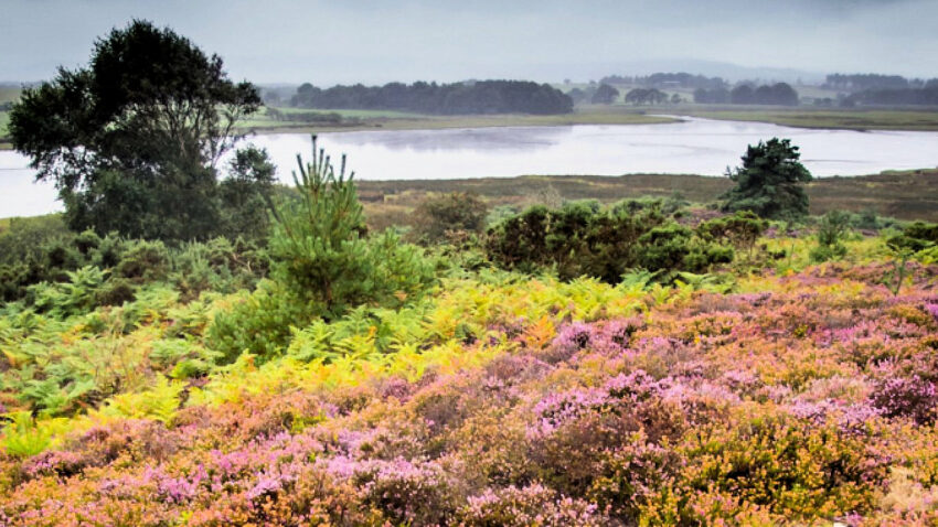 Coombe Heath at Arne is both attractive and vulnerable to tourists