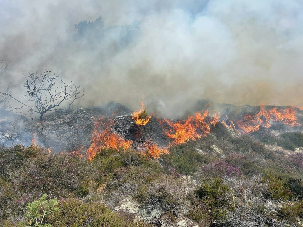 Studland Heath fire