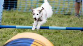 Showjumping for dogs was a feature of the Margaret Green Country Dog Show at Church Knowle.