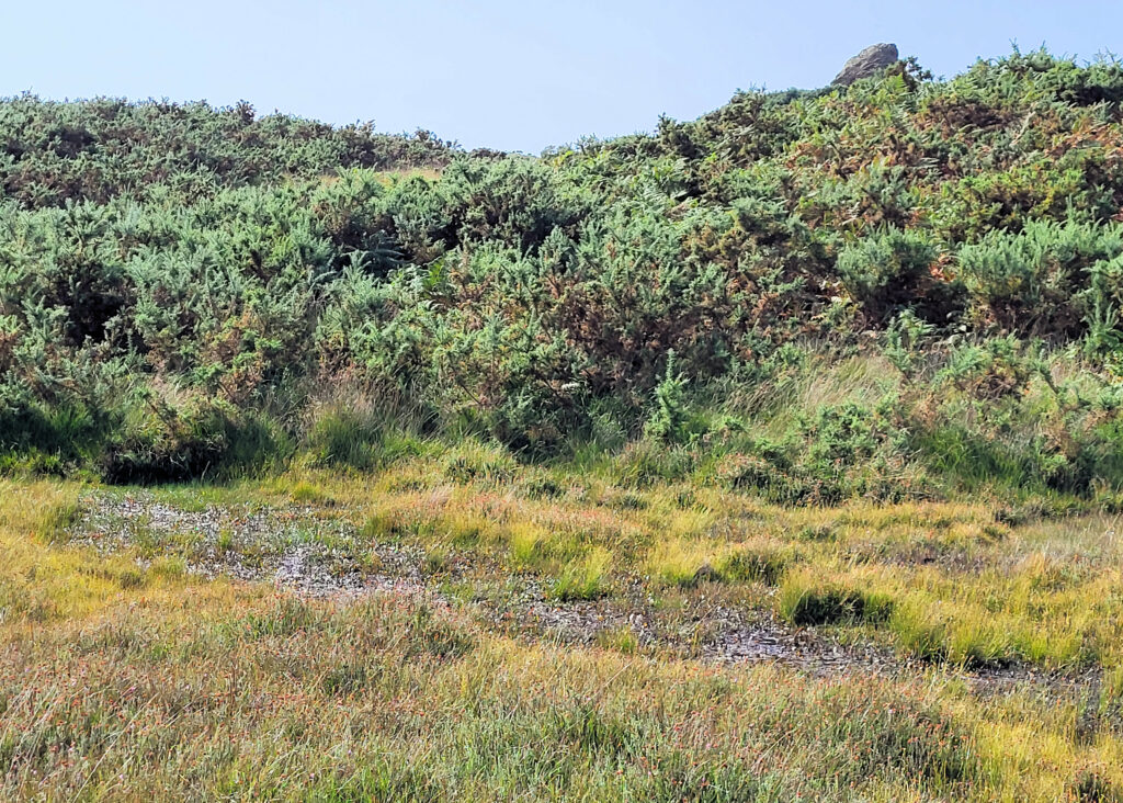 Agglestone Mire has largely been drained, but is to be restored as part of a £1 million peatland scheme in Dorset