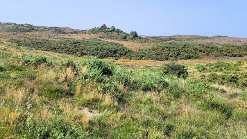 Agglestone Mire, Studland, was one of the biggest peat bogs in Purbeck and will soon be restored to its former glory