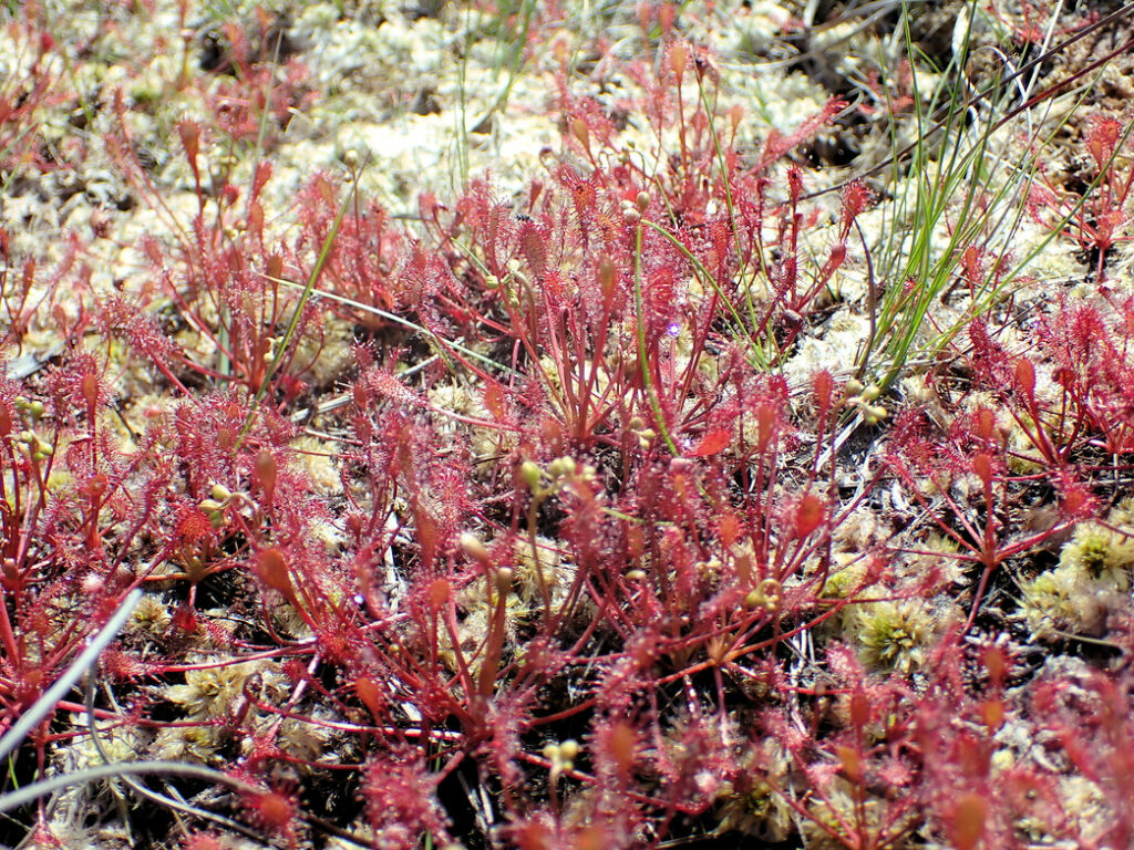 Carnivorous sundew plants trap insects in their sticky tentacles