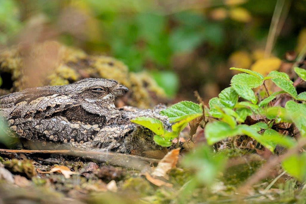 Ground nesting nightjars are attracted to areas like RSPB Arne with a large insect population