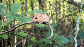 The dormouse is one of Britain's most elusive - and cutest - mammals, but is facing a population crisis in the 21st century