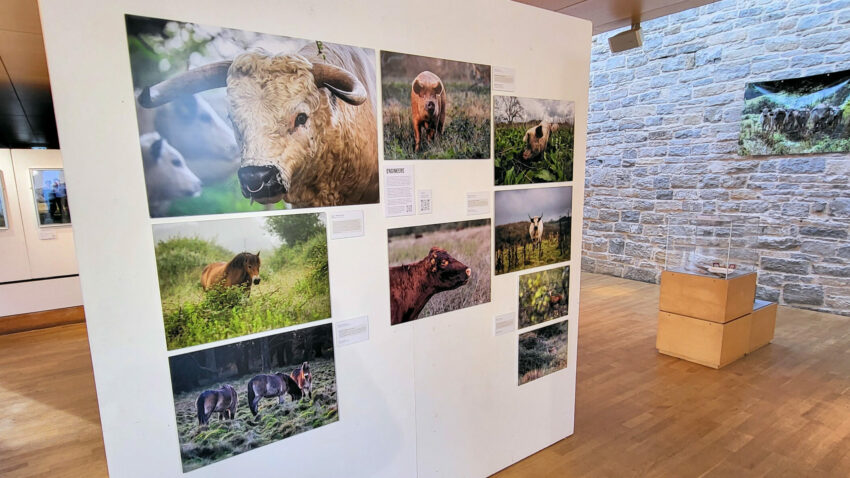 What would happen if you just let nature do its own thing? That's the question posed at a new exhibition at Durlston Country Park