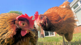 Two of the rescue chickens at Hazel Lodge, East Stoke, enjoy life in retirement