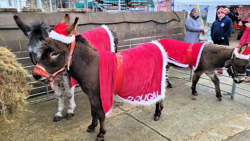 Dougal, Samson and Romeo were Santa's helpers for the day at Swanage Pier