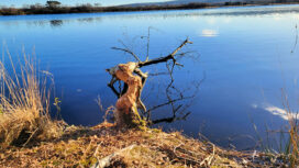 One of the trees which has been gnawed through and felled by beavers at Little Sea