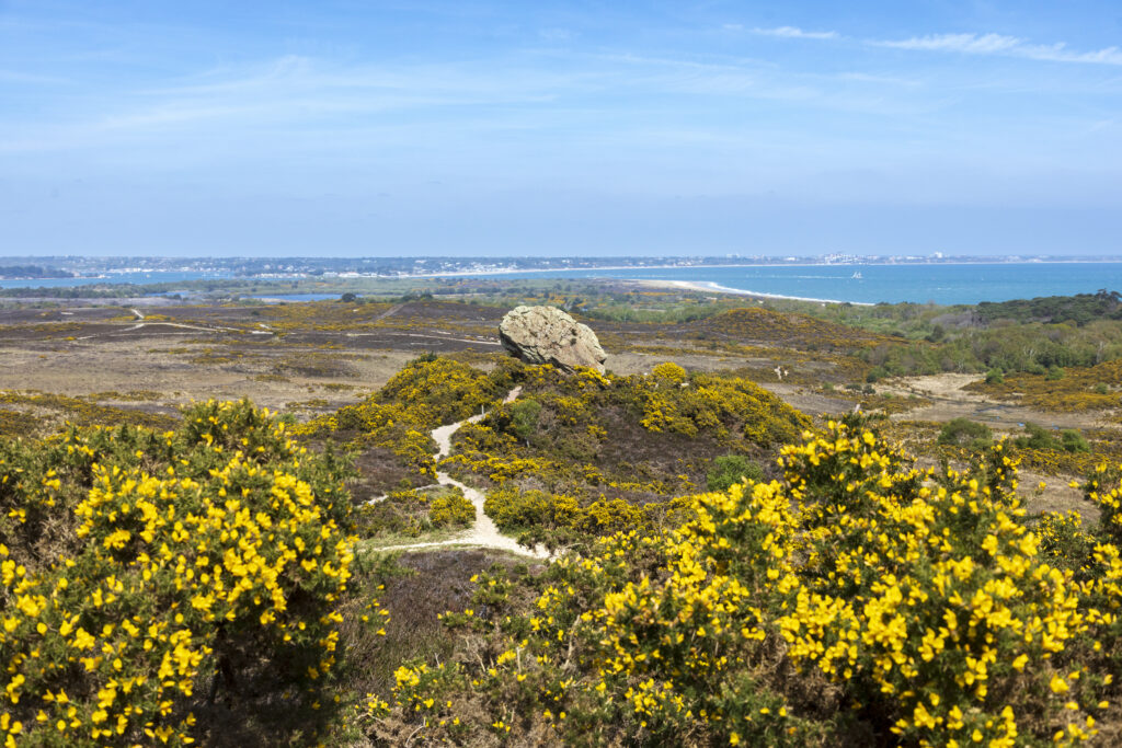 Godlingston Heath in Dorset, part of the Purbeck Heaths 'super' nature reserve. A protected lowland heath, home to all six native British reptiles, rare birds, plants and invertebrates.