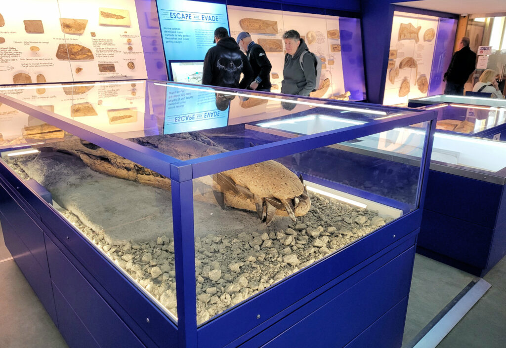 The pliosaur skull is at the centre of the main gallery