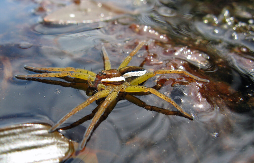 Raft Spider on top of floating vegetation in a pond