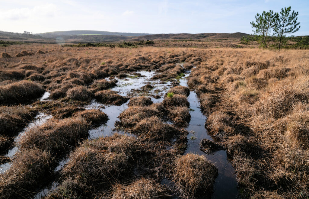 Waterlogged conditions will prevent mosses from fully decomposting to create new peat
