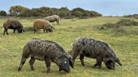 Pigs on Purbeck heathland