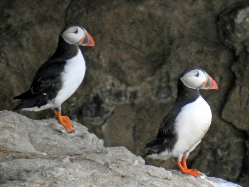 Dancing Ledge and puffin